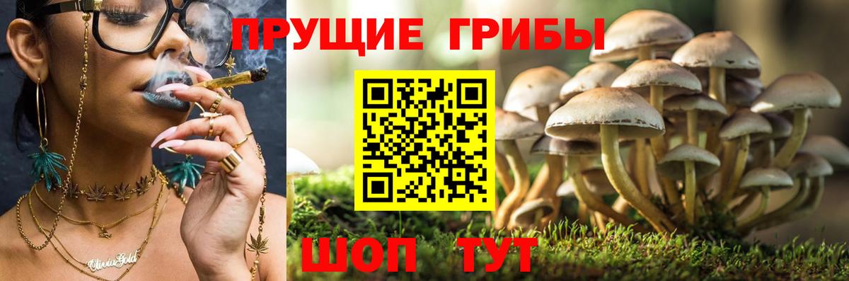 Псилоцибиновые грибы мухоморы  Вход с VPN  Можга  закладка  Галлюциногенные грибы GOLDEN TEACHER 